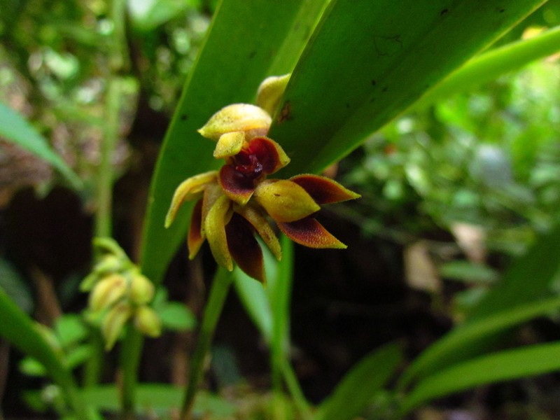 Acianthera aphthosa photo 3