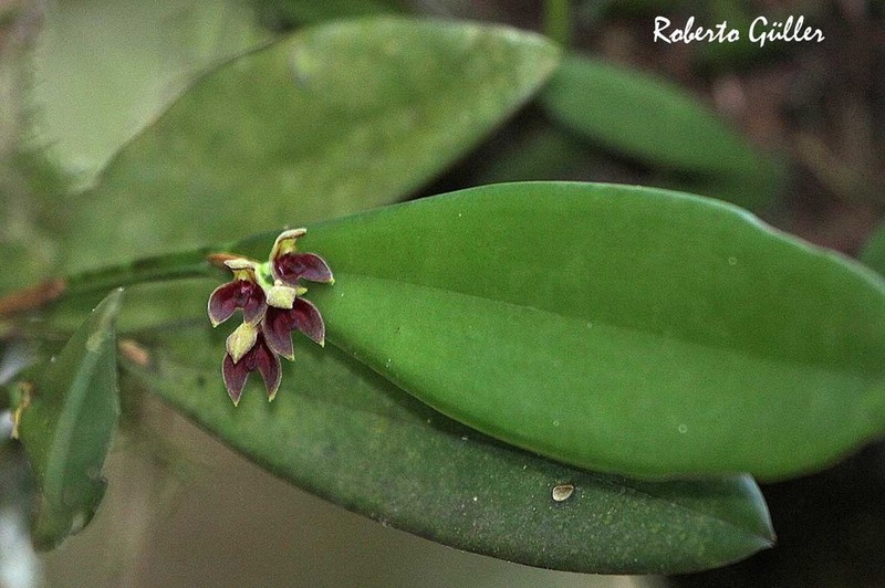 Acianthera aphthosa photo 4