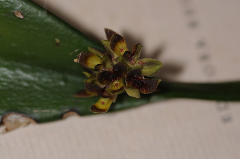 Acianthera aphthosa photo 5
