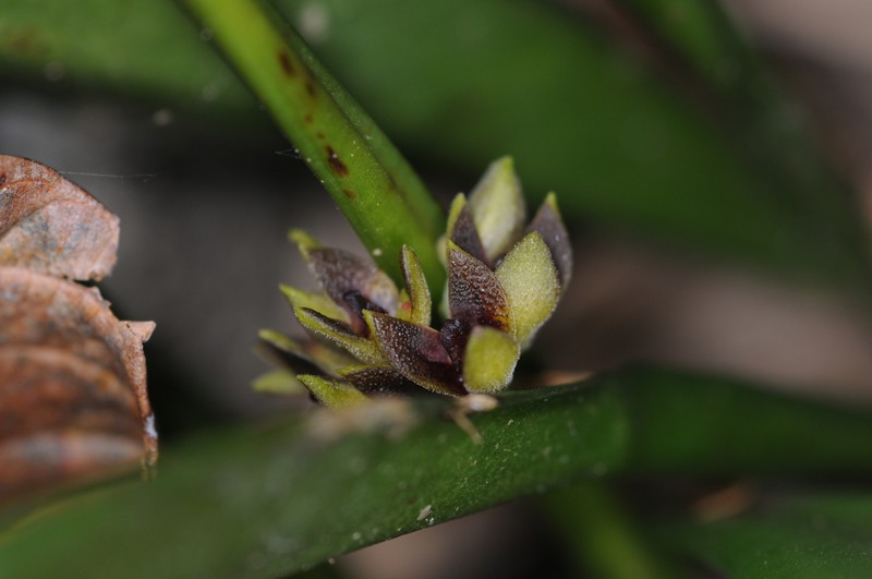 Acianthera aphthosa photo 7