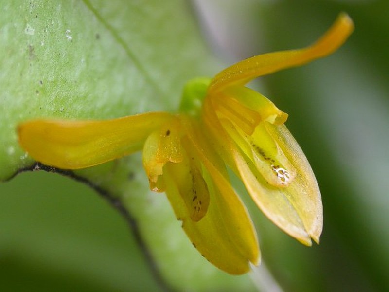Hand Bonnet Orchid