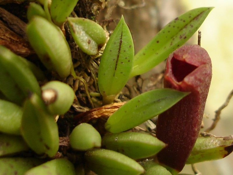 Acianthera asaroides