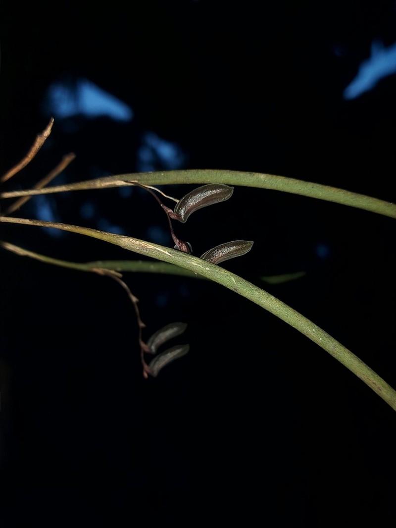 Acianthera atropurpurea