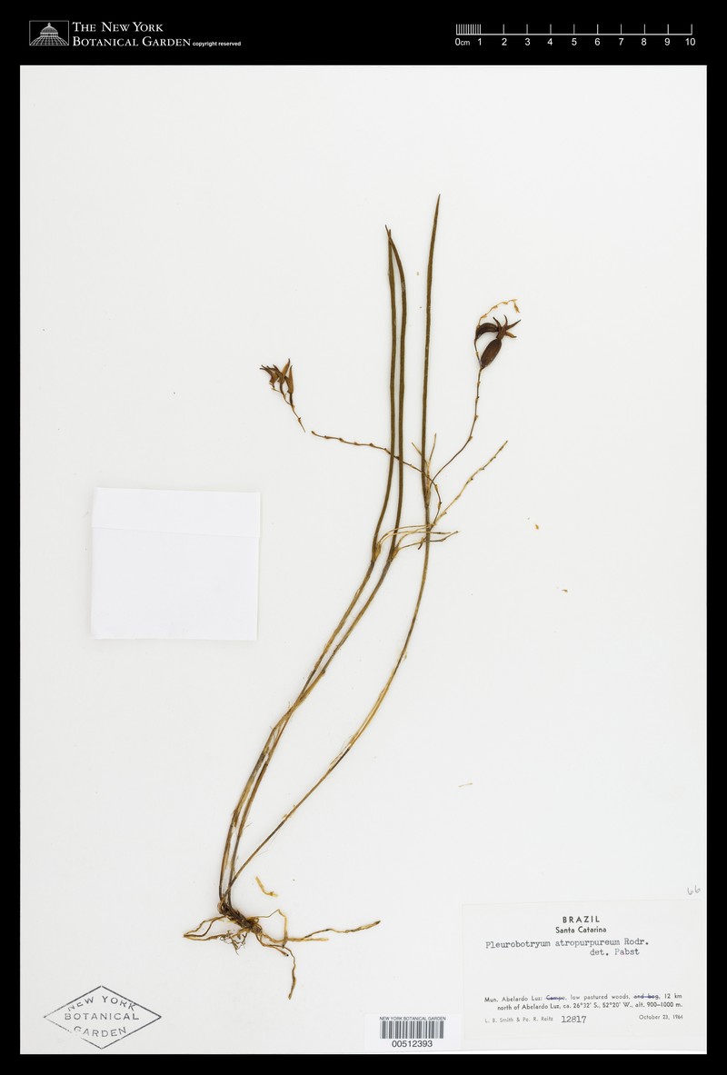 Acianthera atropurpurea photo 2