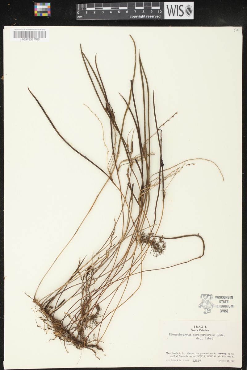 Acianthera atropurpurea photo 3