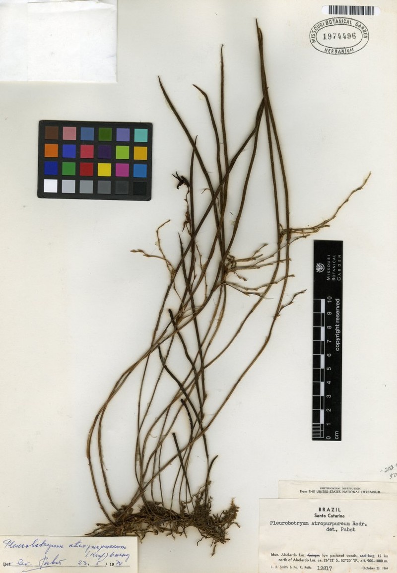 Acianthera atropurpurea photo 4