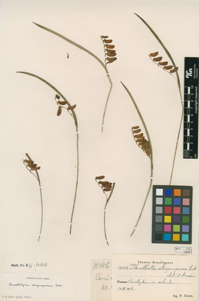 Acianthera atropurpurea photo 5