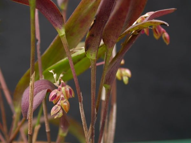 Acianthera auriculata