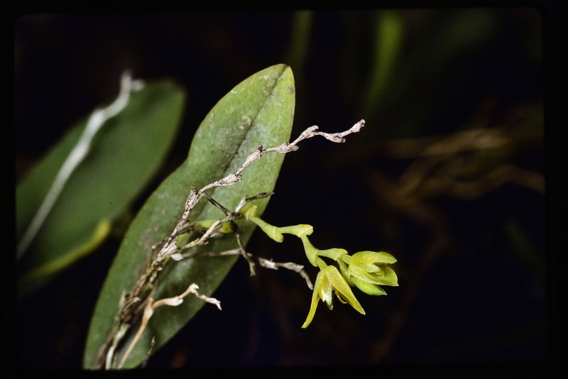 Acianthera auriculata photo 2