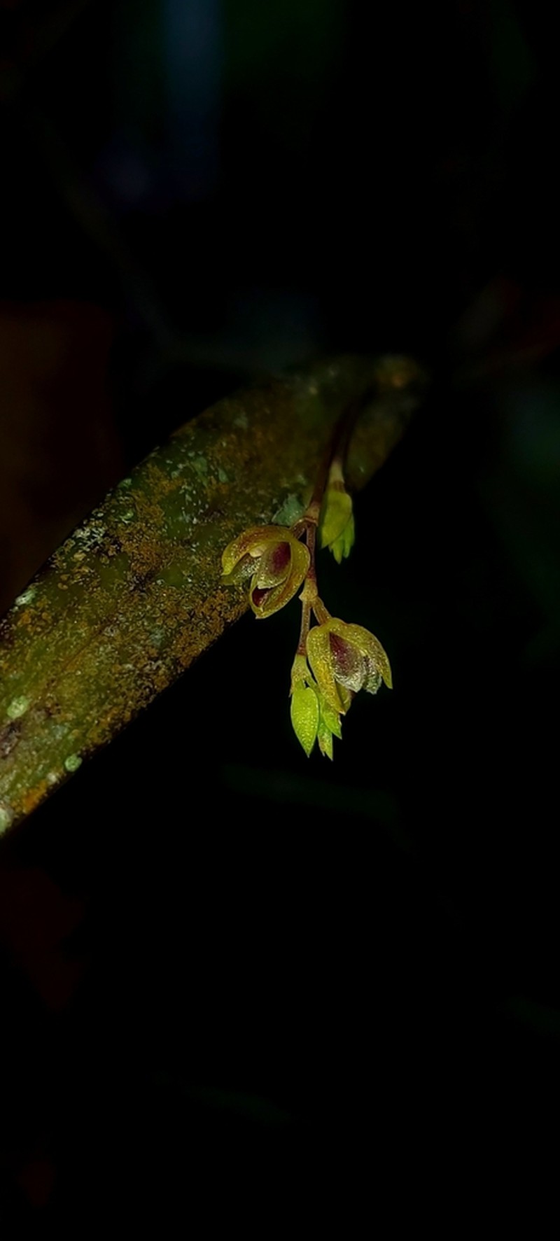 Acianthera auriculata photo 3