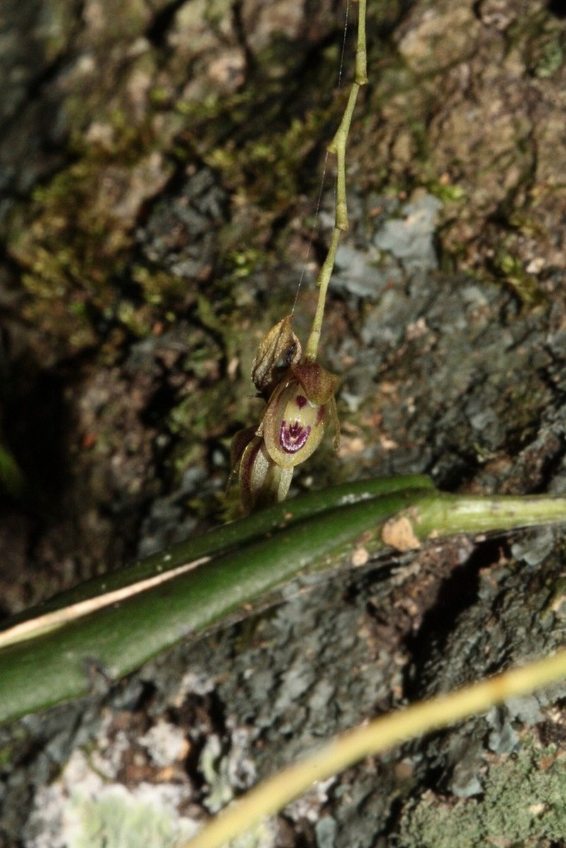 Acianthera auriculata photo 4