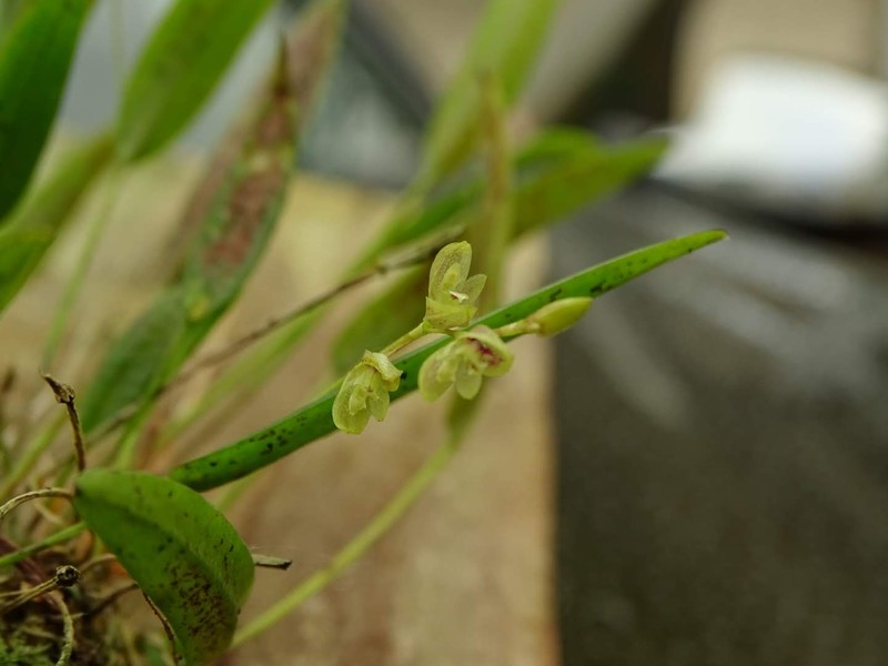 Acianthera auriculata photo 6