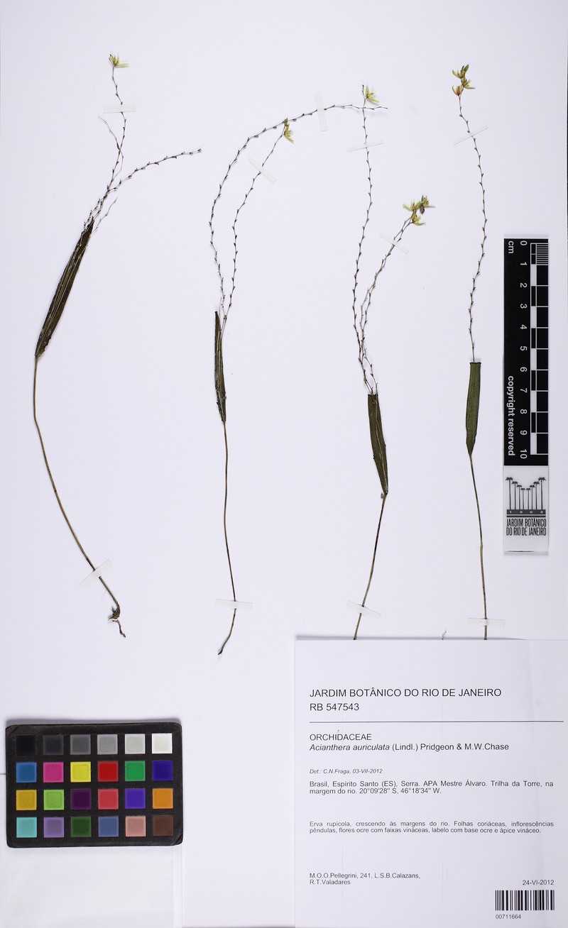 Acianthera auriculata photo 8