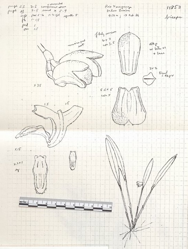 Acianthera biceps photo 2