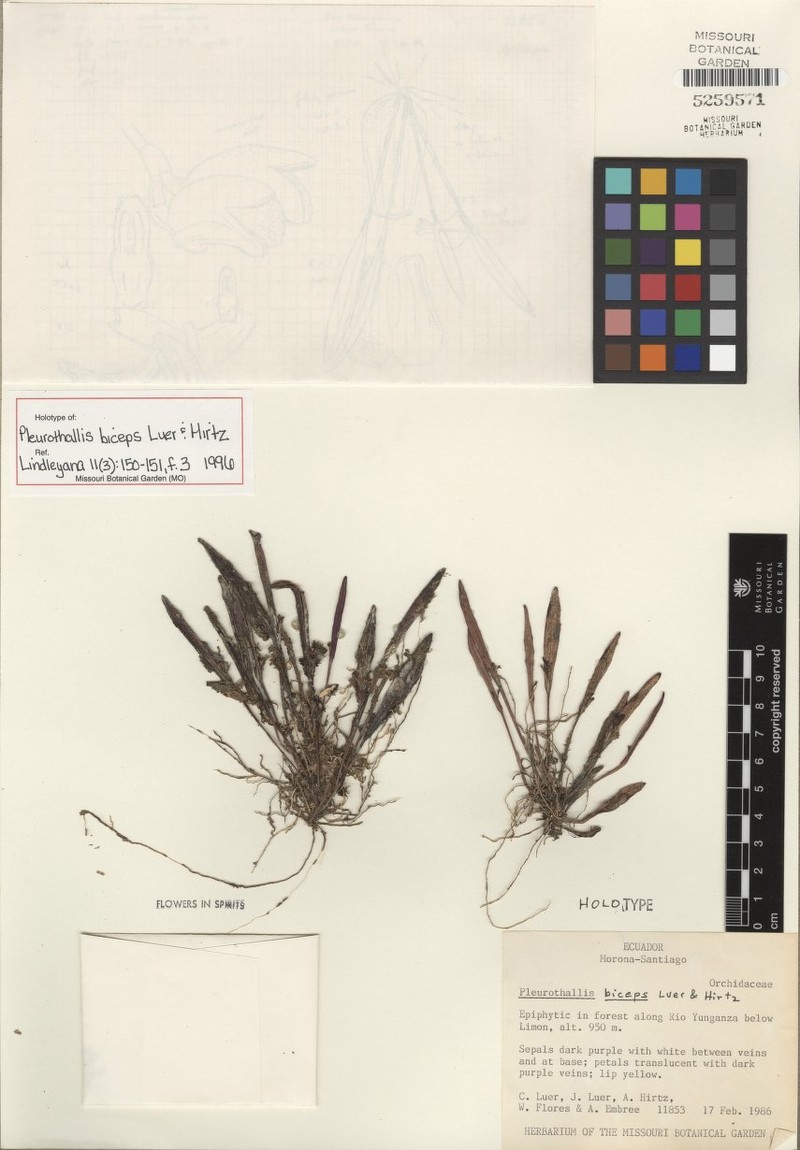 Acianthera biceps photo 3