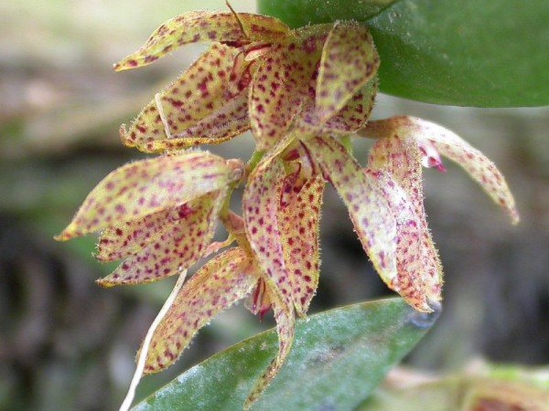 Acianthera bicornuta