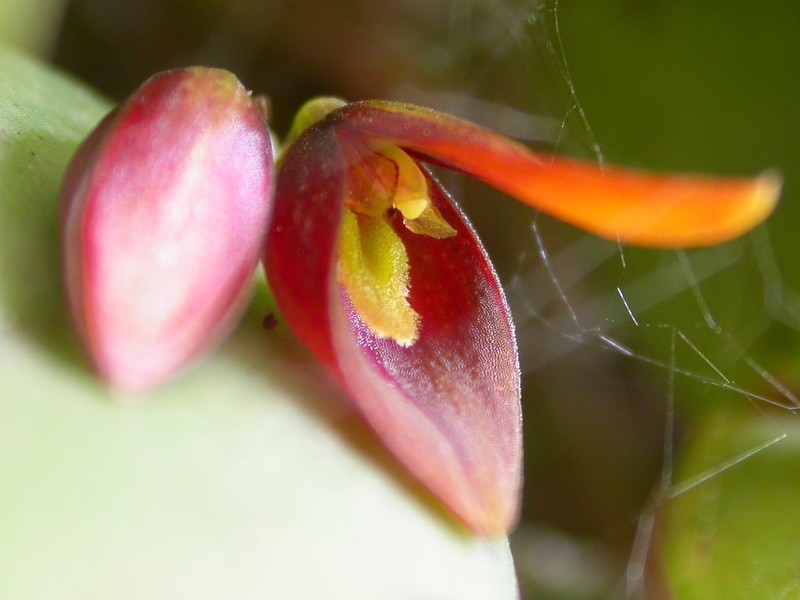 Acianthera bidentula