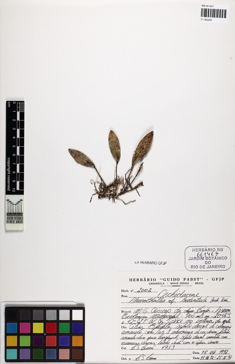Acianthera bidentula photo 3