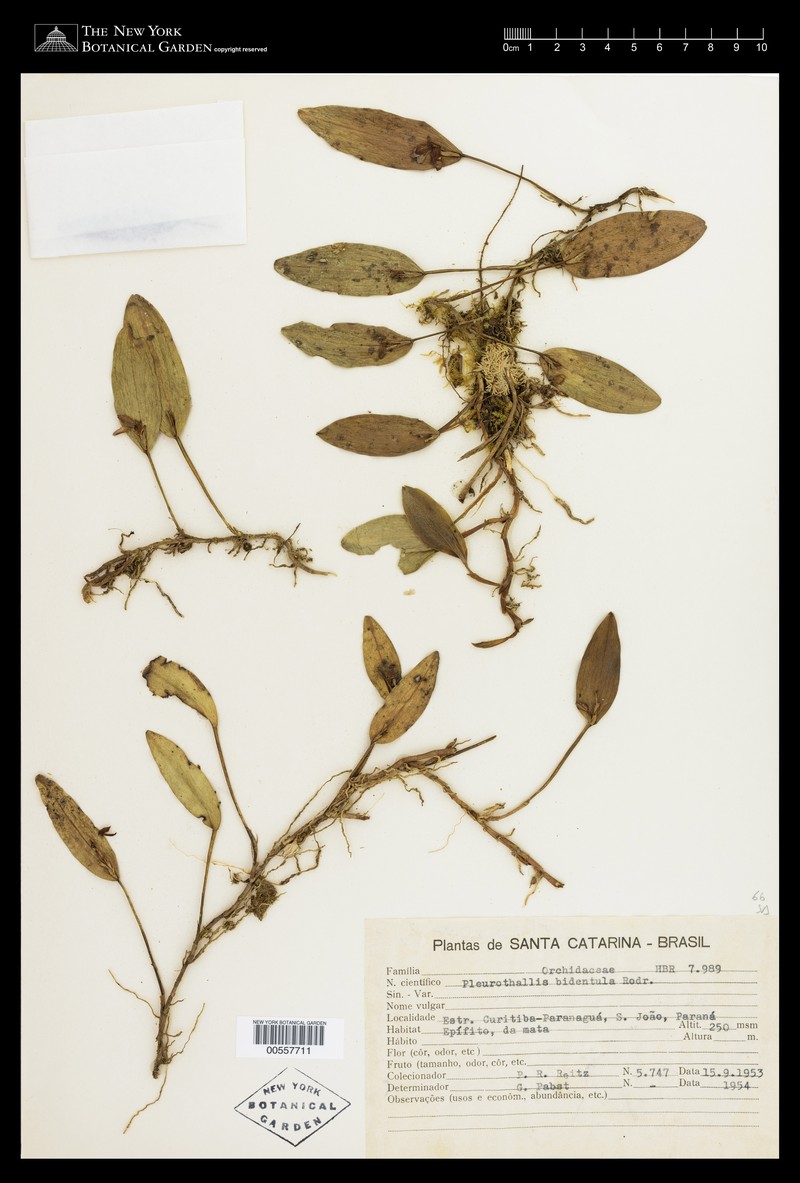 Acianthera bidentula photo 4