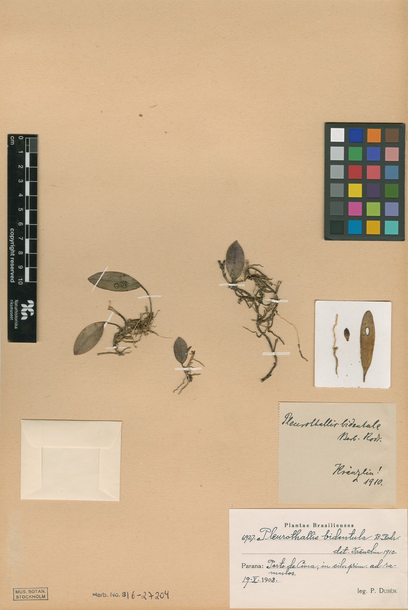 Acianthera bidentula photo 5