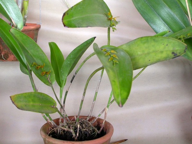 Acianthera binotii