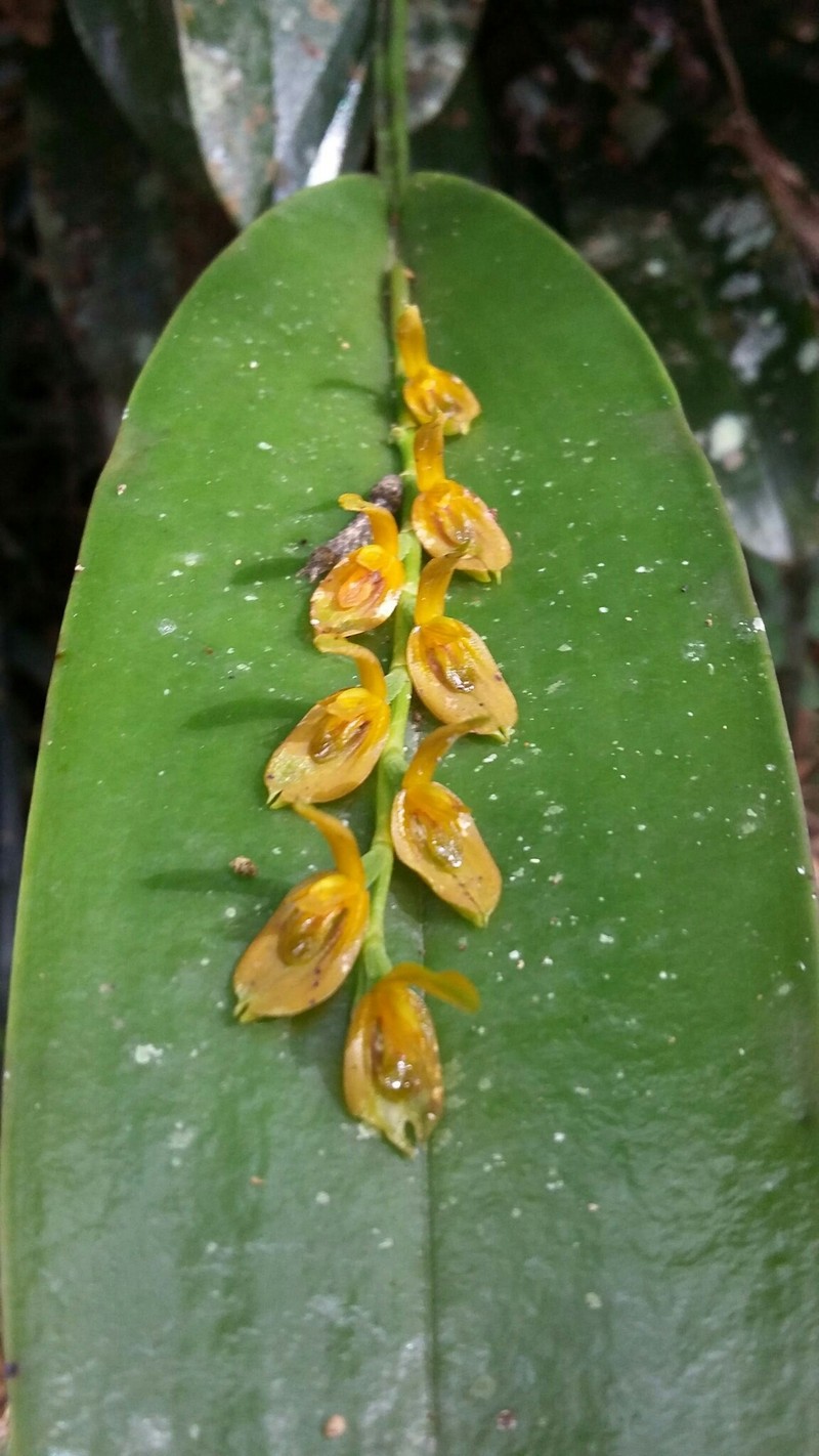 Acianthera binotii photo 3