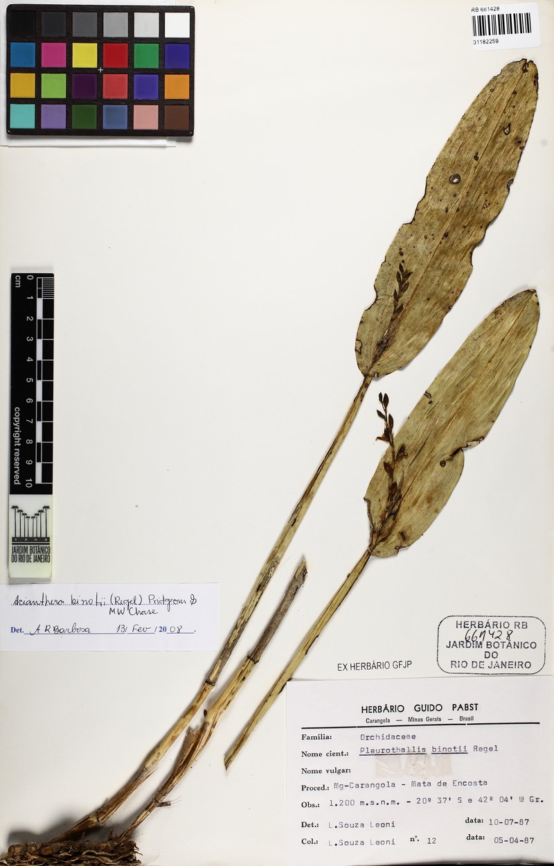 Acianthera binotii photo 5