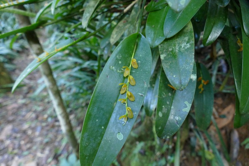 Acianthera binotii photo 6