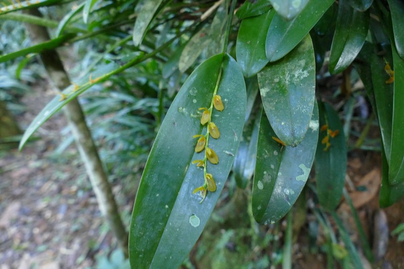 Acianthera binotii photo 7