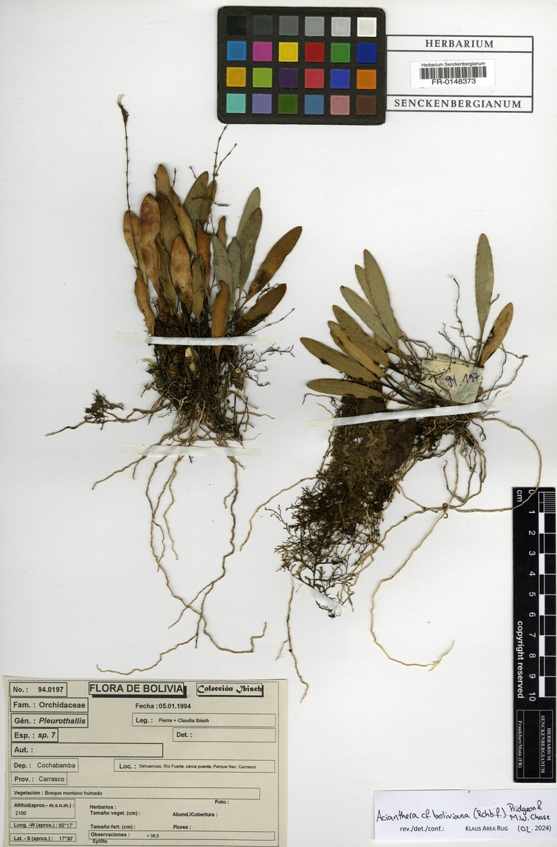 Acianthera boliviana photo 2