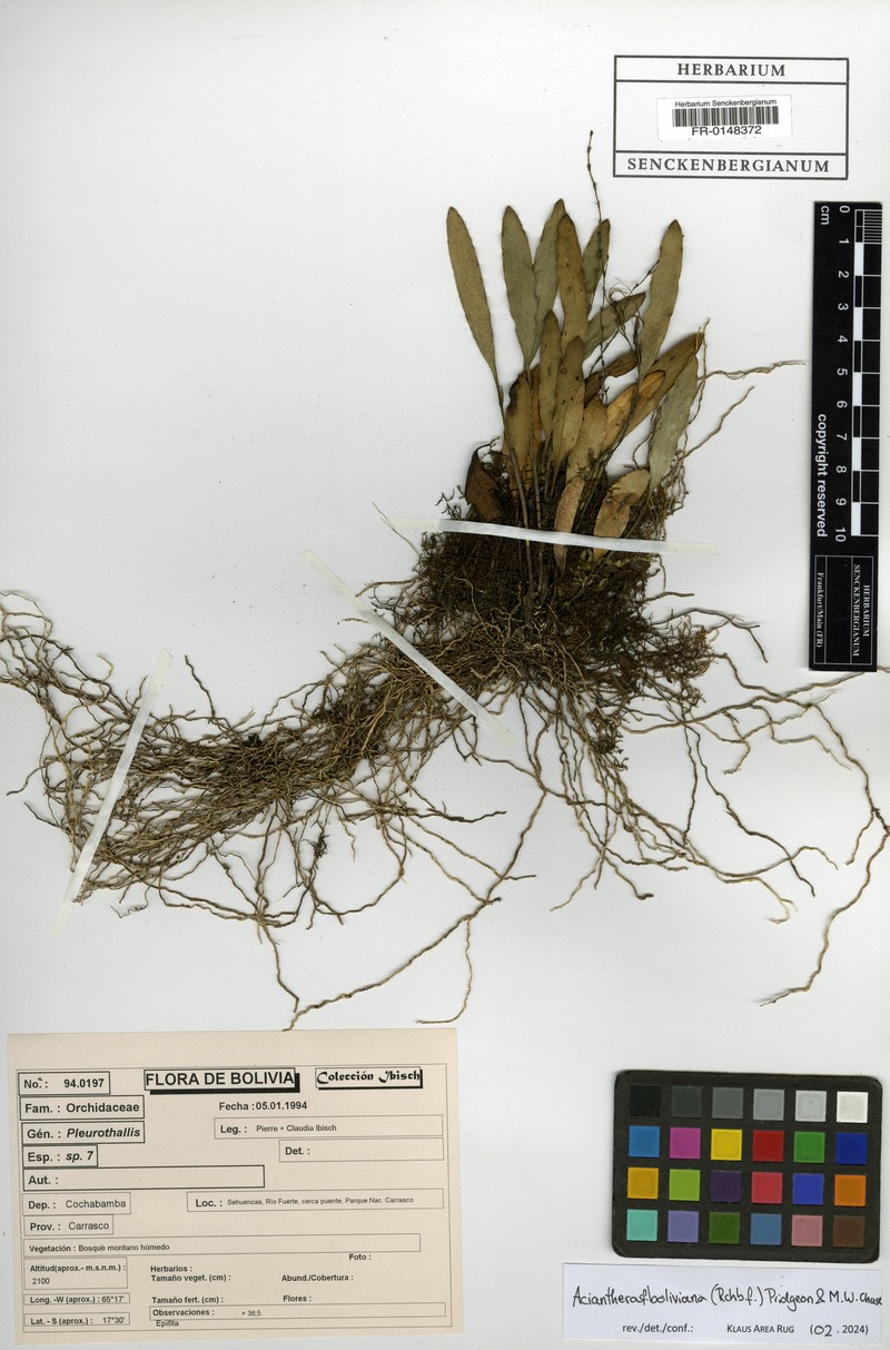 Acianthera boliviana photo 3