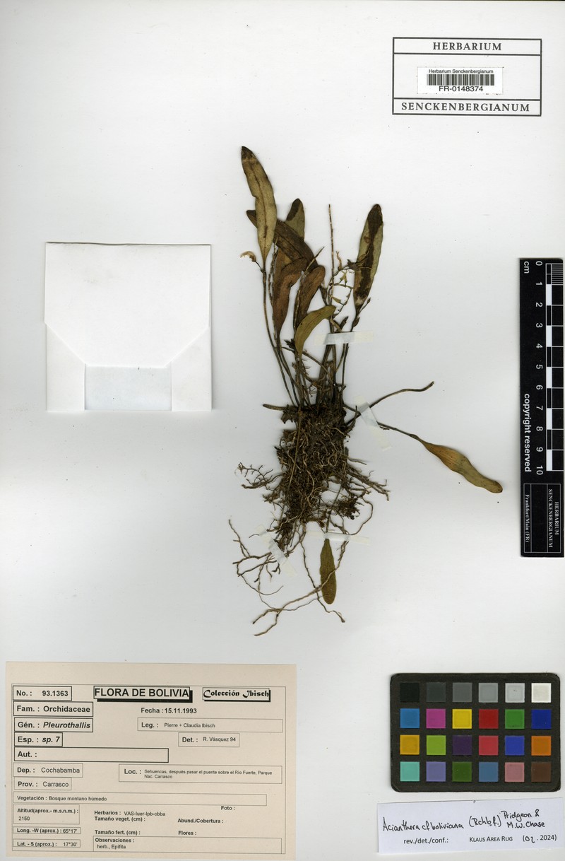 Acianthera boliviana photo 5