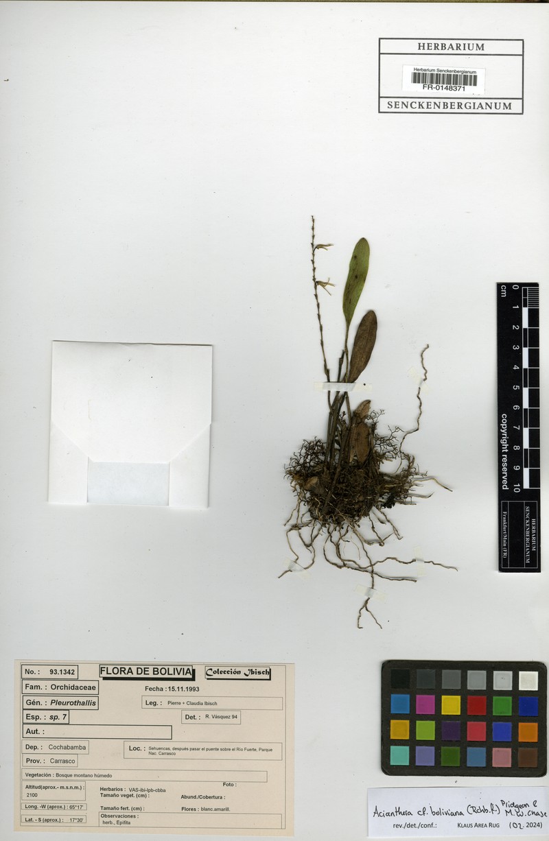 Acianthera boliviana photo 6