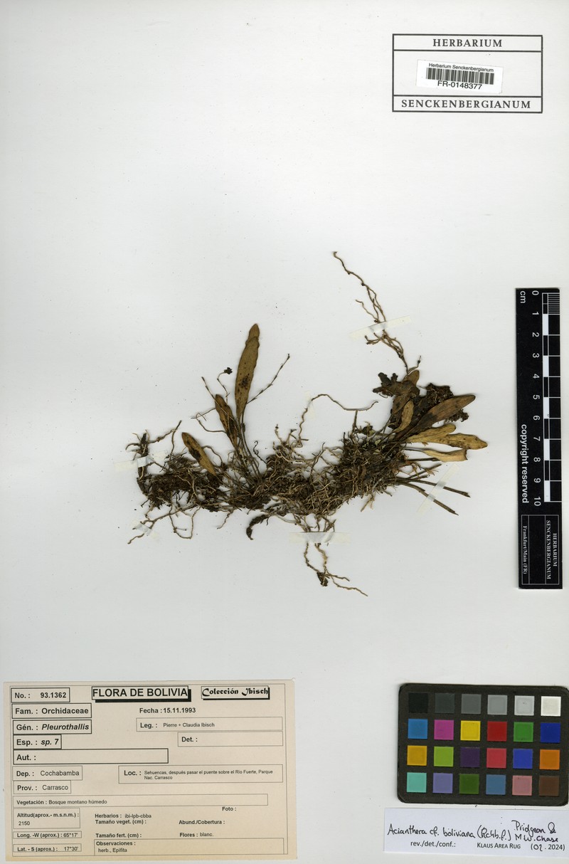 Acianthera boliviana photo 7