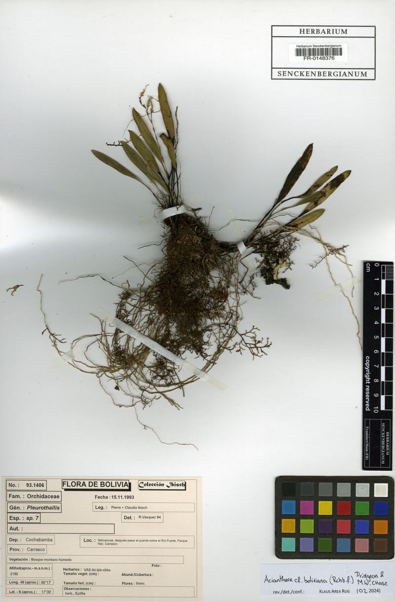 Acianthera boliviana photo 8
