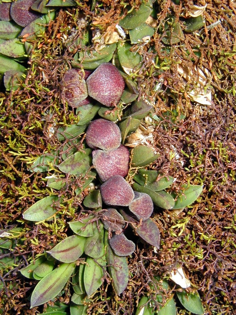 Acianthera bragae photo 2