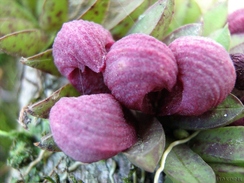 Acianthera bragae photo 3
