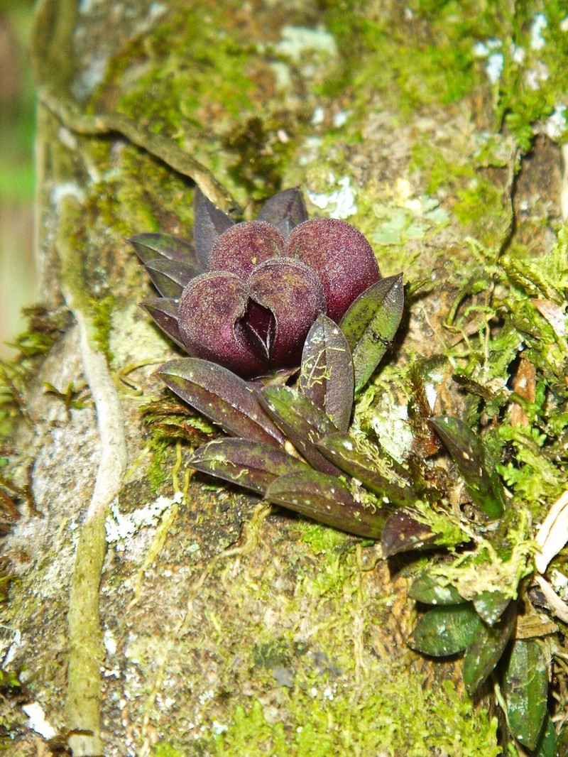 Acianthera bragae photo 4