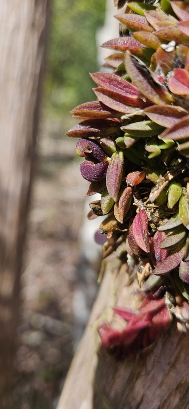 Acianthera bragae photo 6