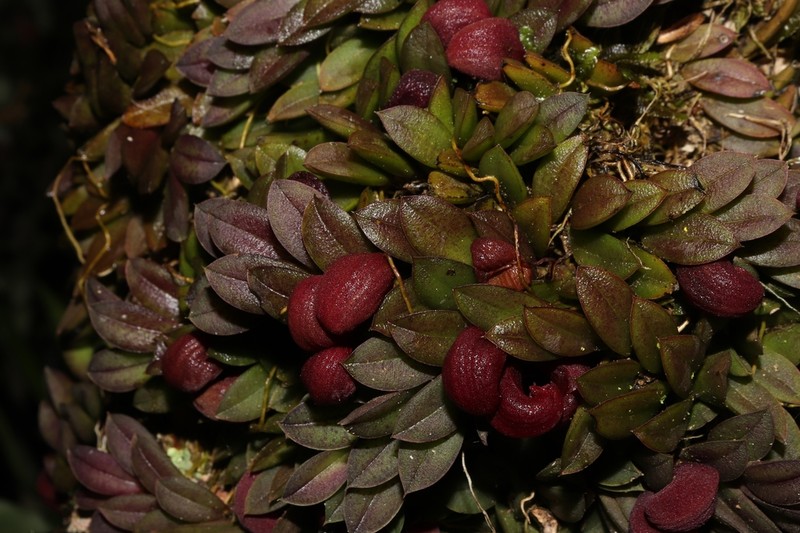 Acianthera bragae photo 7