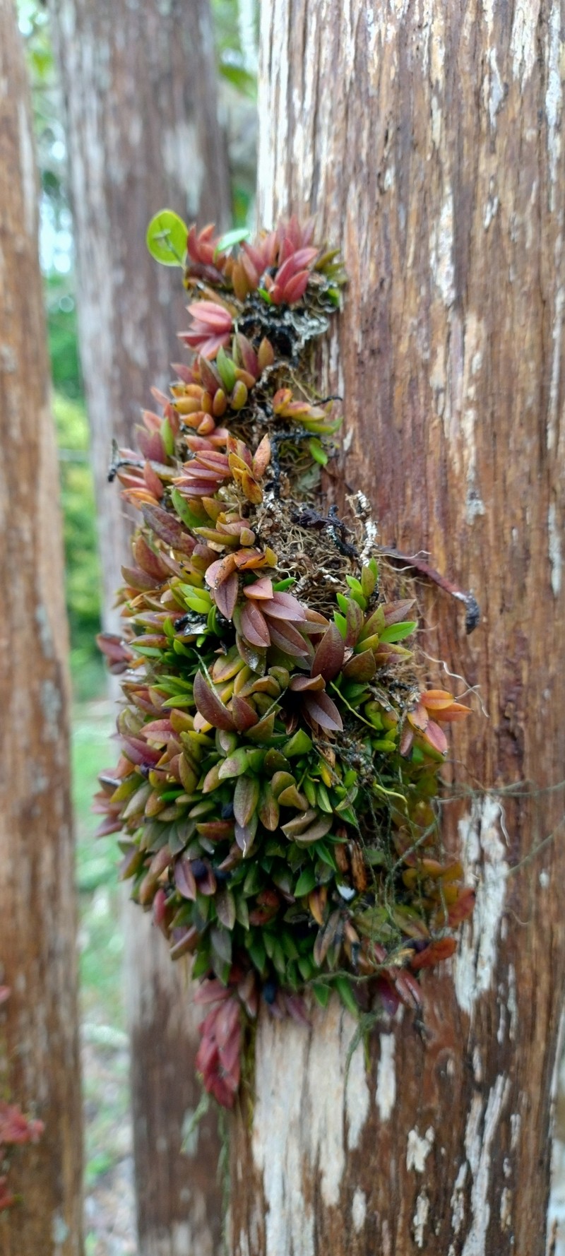 Acianthera bragae photo 8