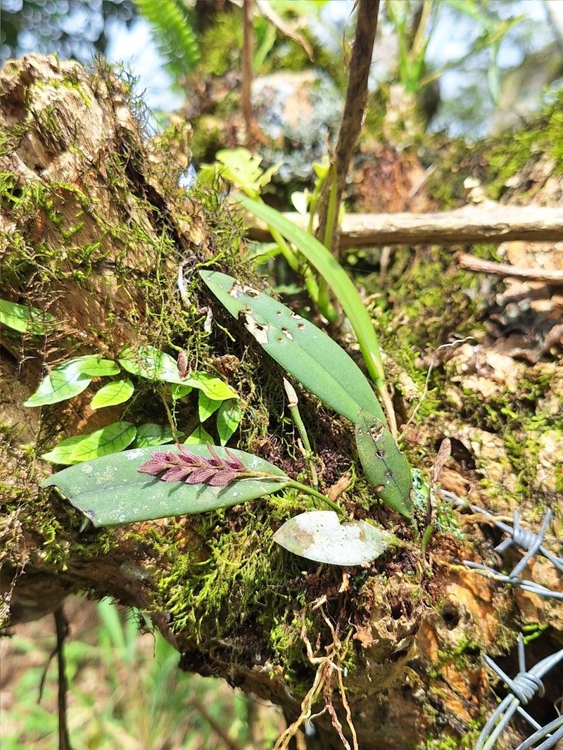 Acianthera breedlovei photo 2