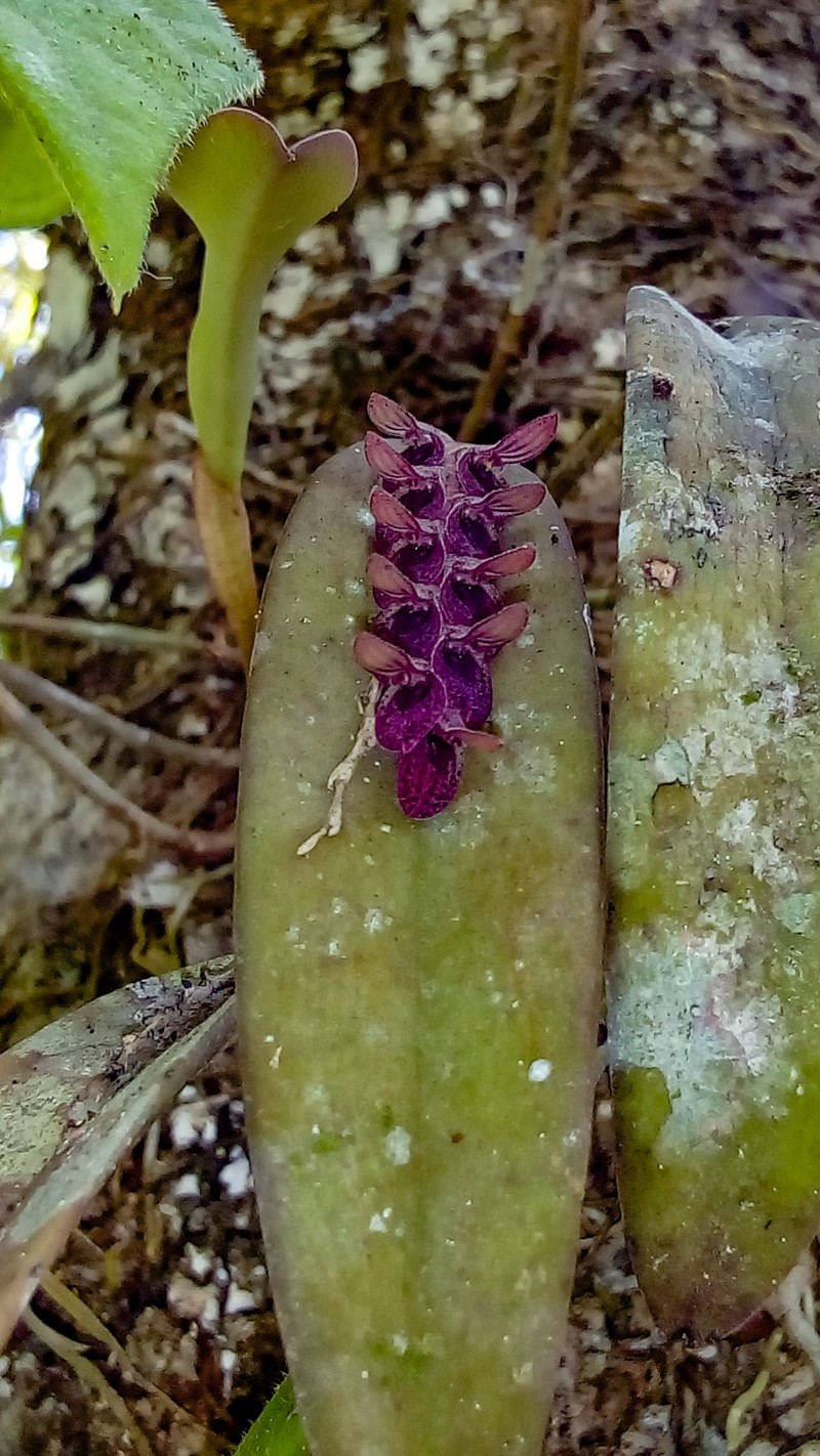 Acianthera breedlovei photo 3