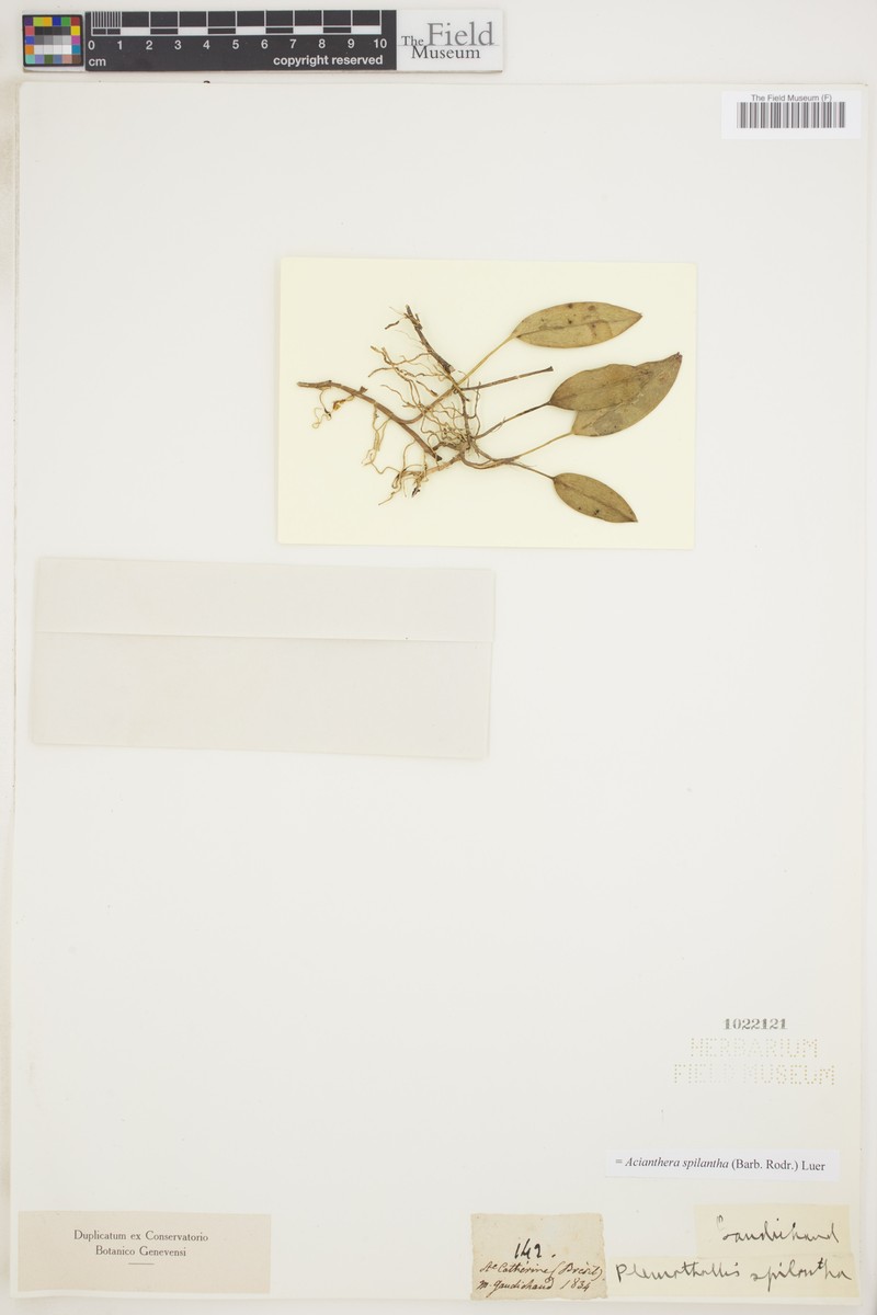 Acianthera breviflora photo 2