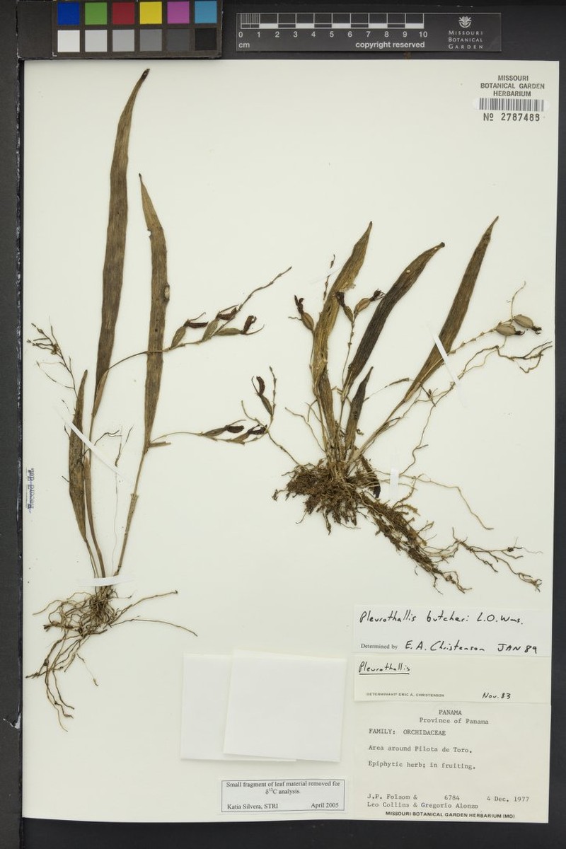 Acianthera butcheri photo 2