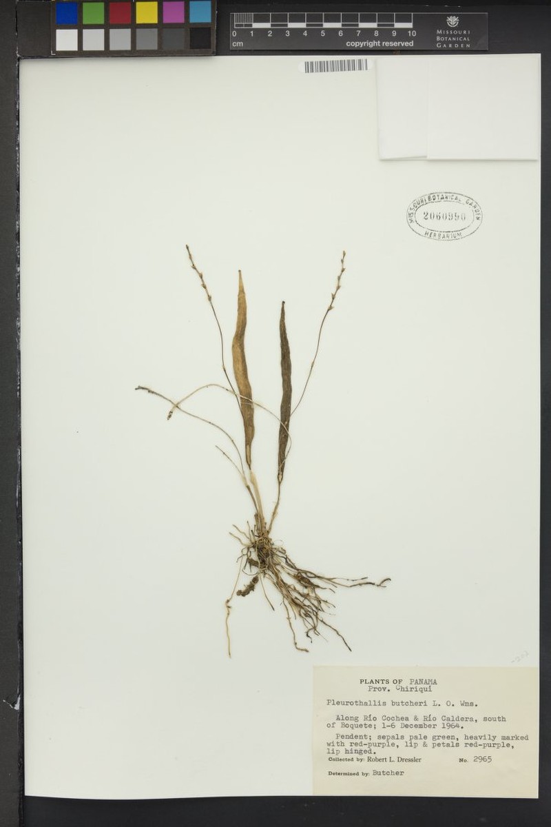 Acianthera butcheri photo 3
