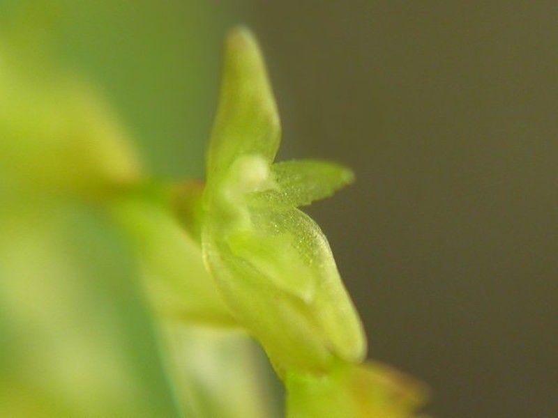 Acianthera caldensis