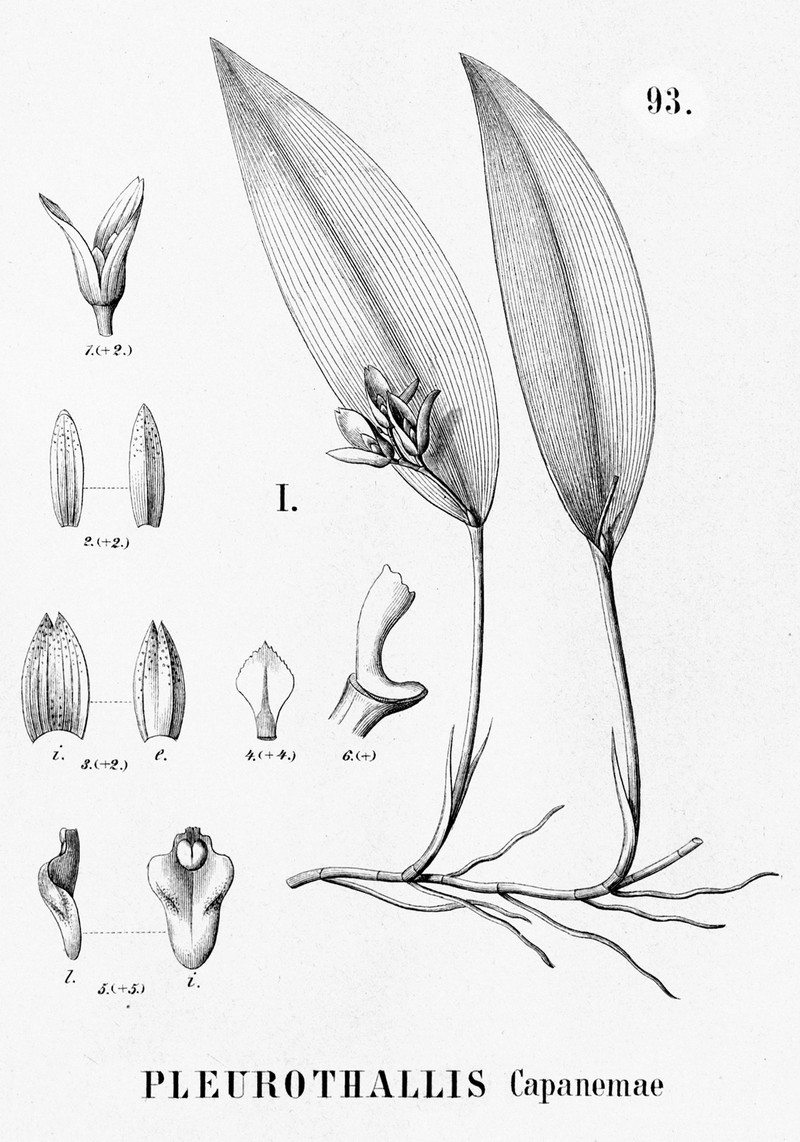 Acianthera capanemae