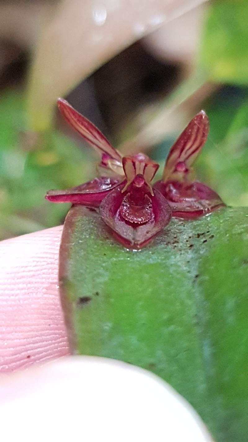 Acianthera capanemae photo 2