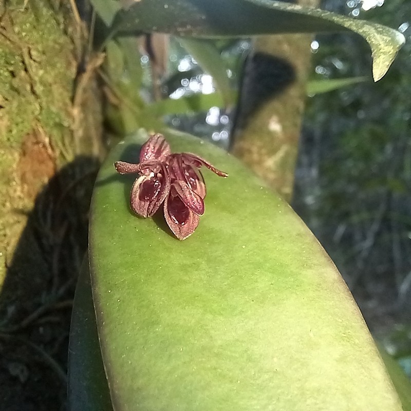 Acianthera capanemae photo 3